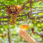 nstagram vino, marketing redes sociales vino, comunidad vinícola online