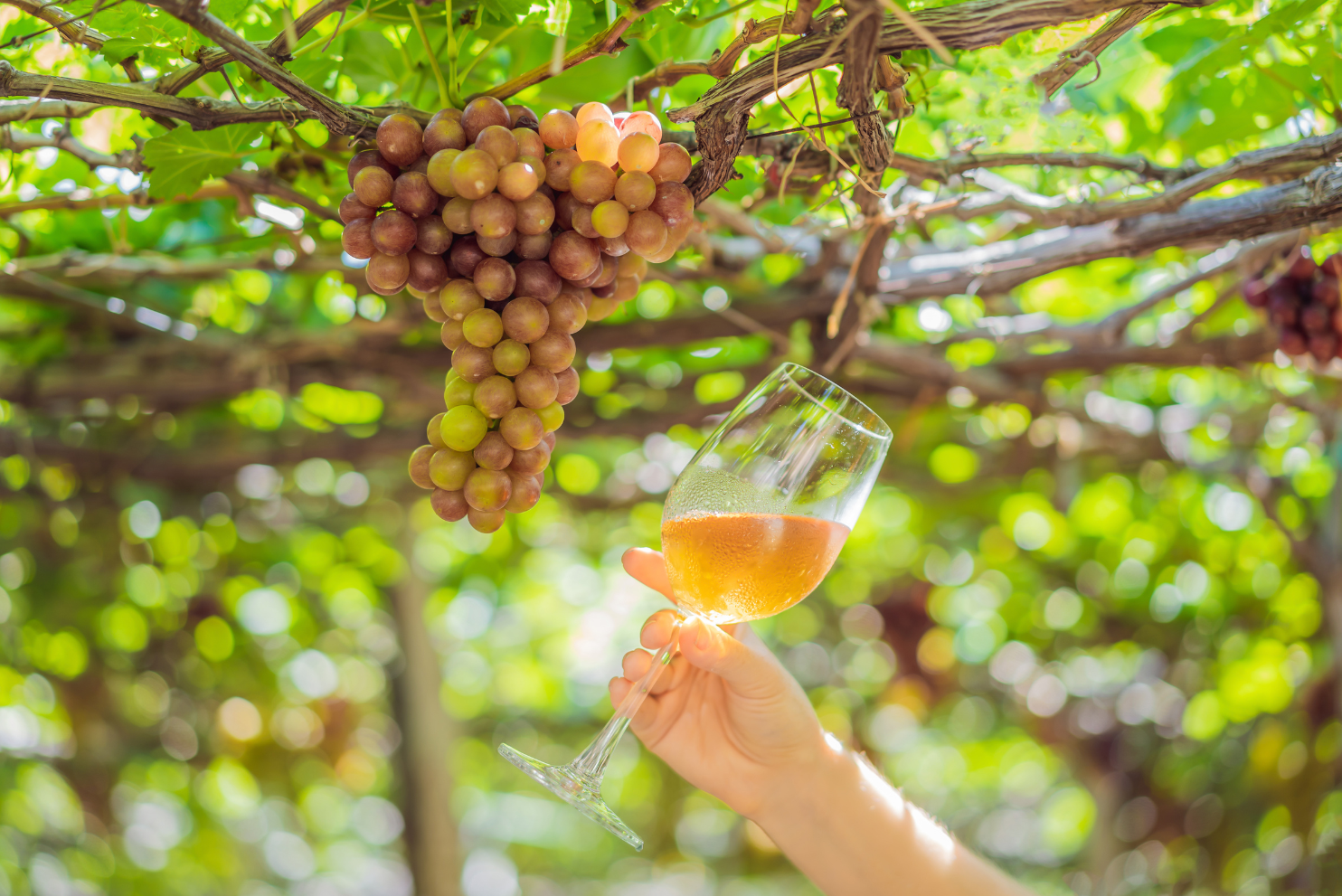 nstagram vino, marketing redes sociales vino, comunidad vinícola online
