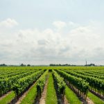 marketing bodegas - Expansive vineyard stretching under a bright, cloudy sky, perfect for wine production.