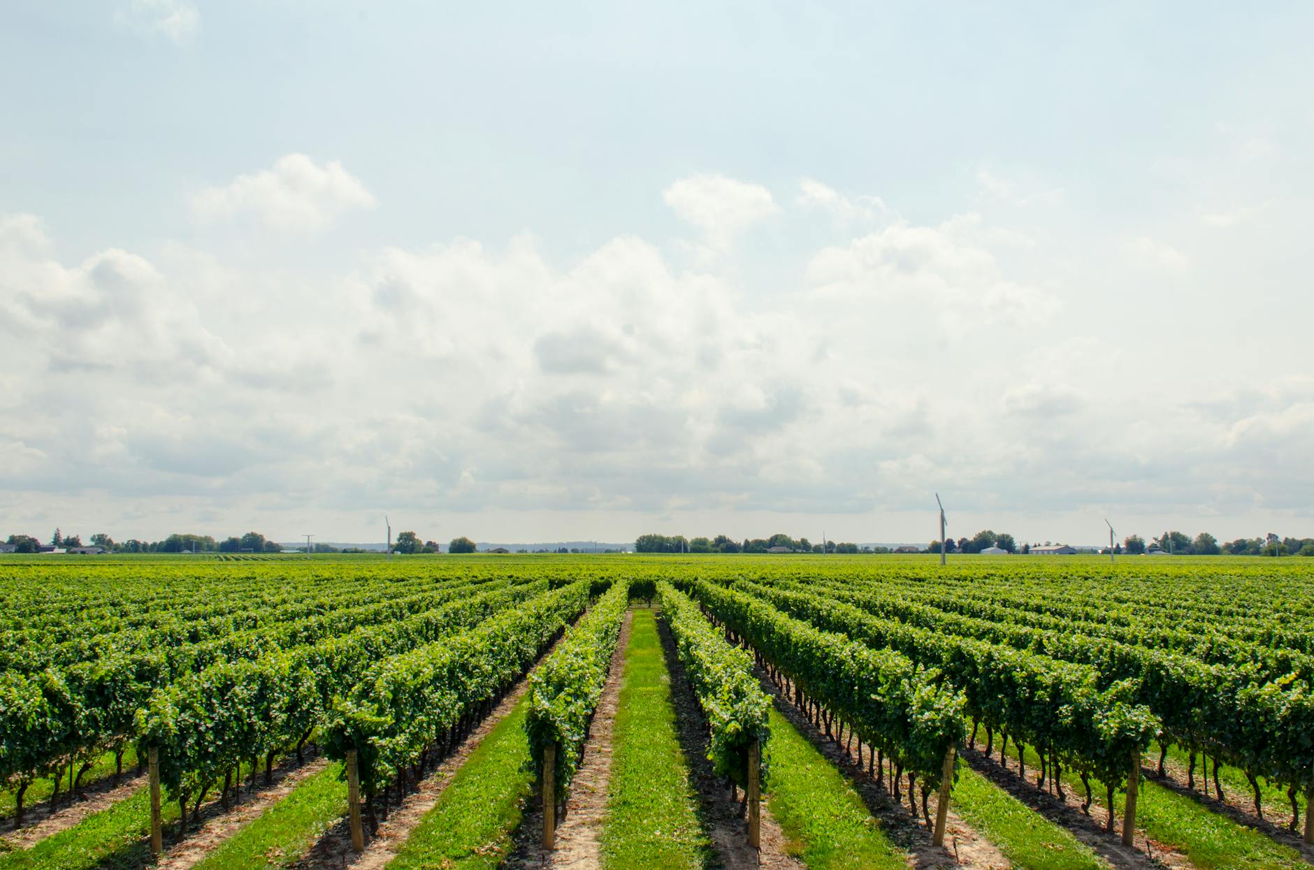 marketing bodegas - Expansive vineyard stretching under a bright, cloudy sky, perfect for wine production.